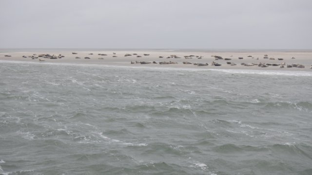 HWK Texel 2015 068.jpg